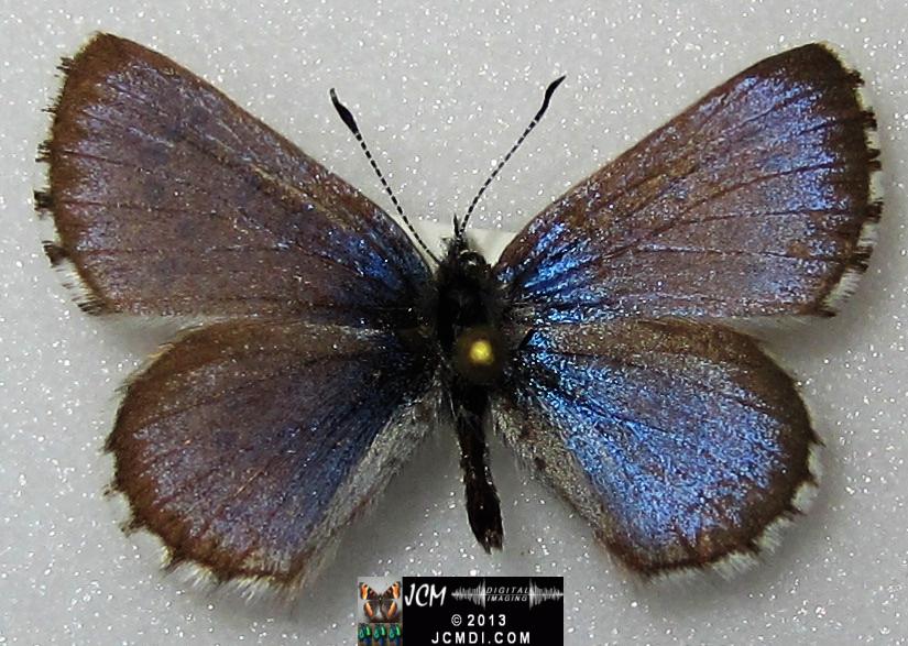 Glaucopsyche piasus (Arrowhead Blue Butterfly)